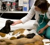 Maddie's Shelter Medicine Conference